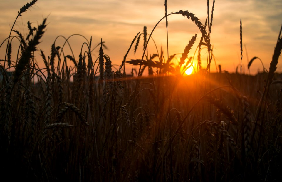 Agriculture Close -up