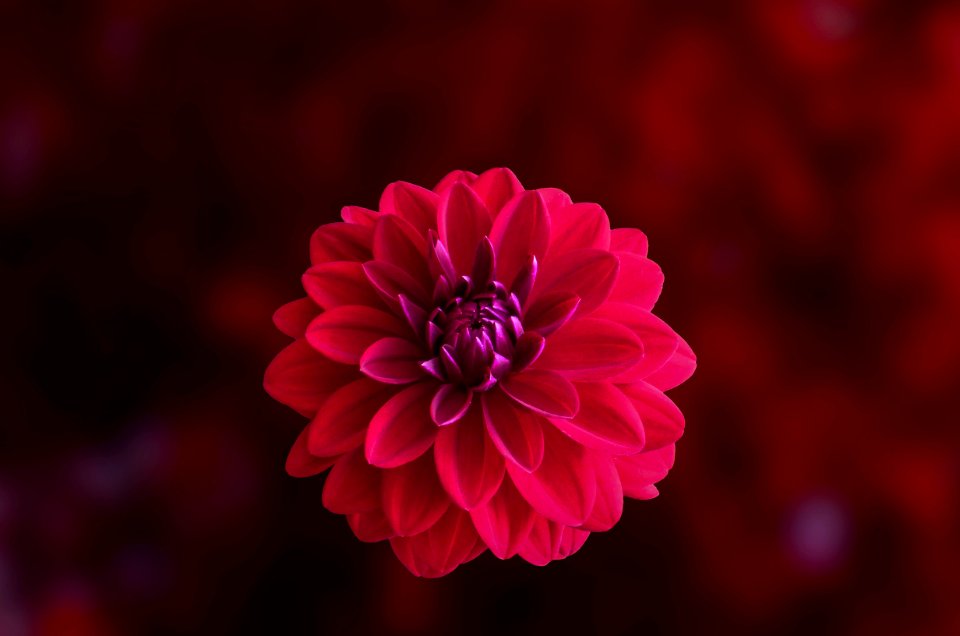 Pink Dahlia Flower In Bloom Close-up Photo
