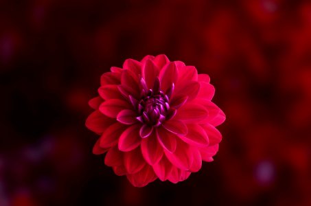 Pink Dahlia Flower In Bloom Close-up Photo