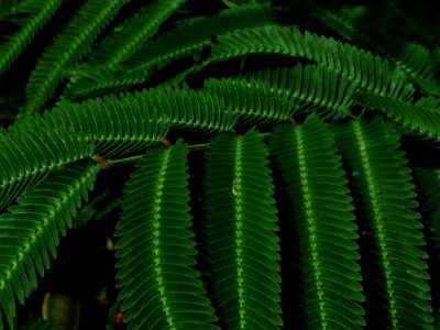 Plant Vegetation Fern Ferns And Horsetails photo