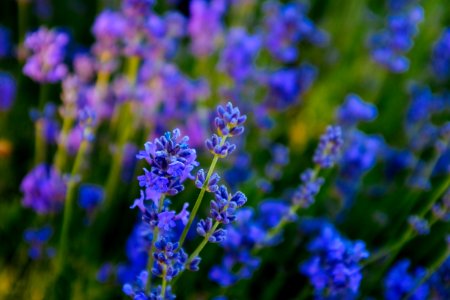 Blue Lavender English Lavender Flower photo