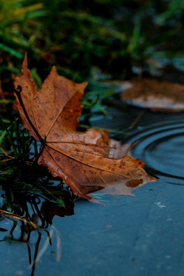 Leaf Water Maple Leaf Autumn