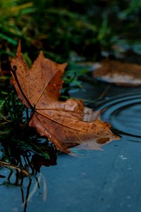 Leaf Water Maple Leaf Autumn