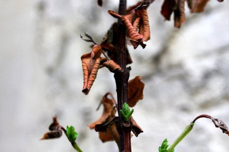 Leaf Branch Close Up Macro Photography photo