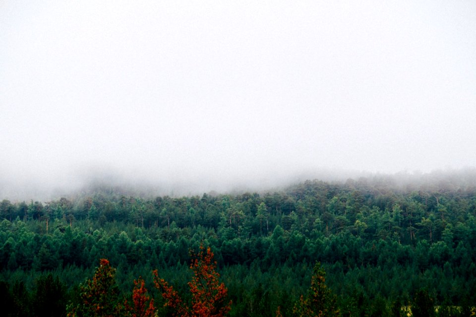 Mist Fog Ecosystem Vegetation