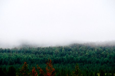 Mist Fog Ecosystem Vegetation photo