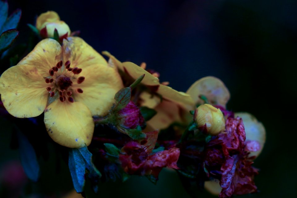 Flower Flora Blossom Spring