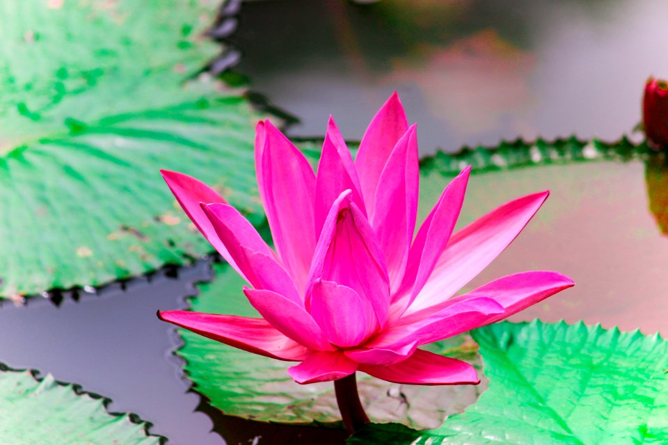 Flower Pink Flora Plant