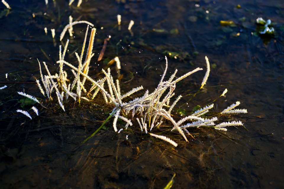 Water Flora Reflection Grass Family