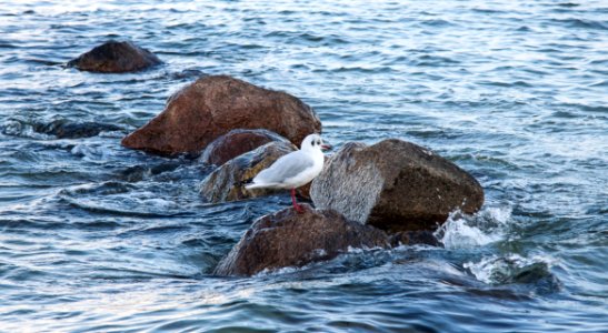 Seabird Sea Fauna Bird photo