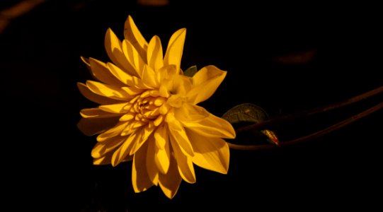 Flower Yellow Flora Petal