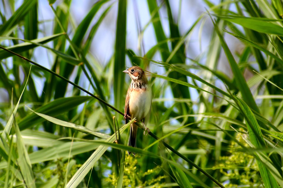 Bird Fauna Ecosystem Beak