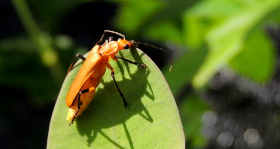 Insect Invertebrate Pest Membrane Winged Insect