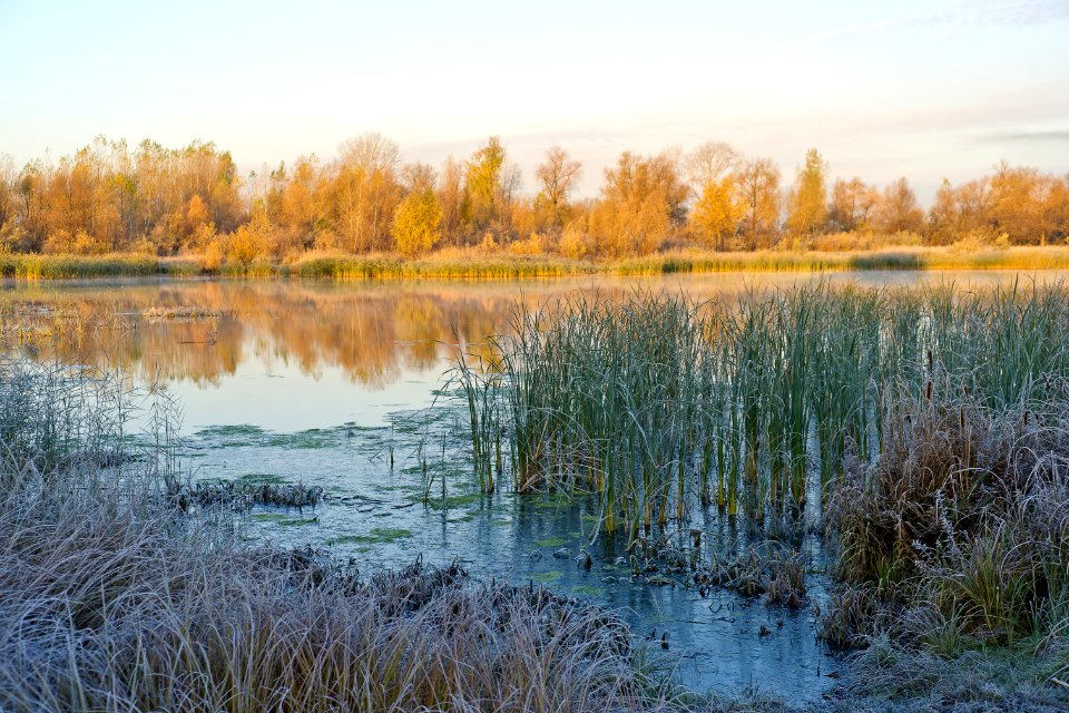 Water Reflection Nature Wetland