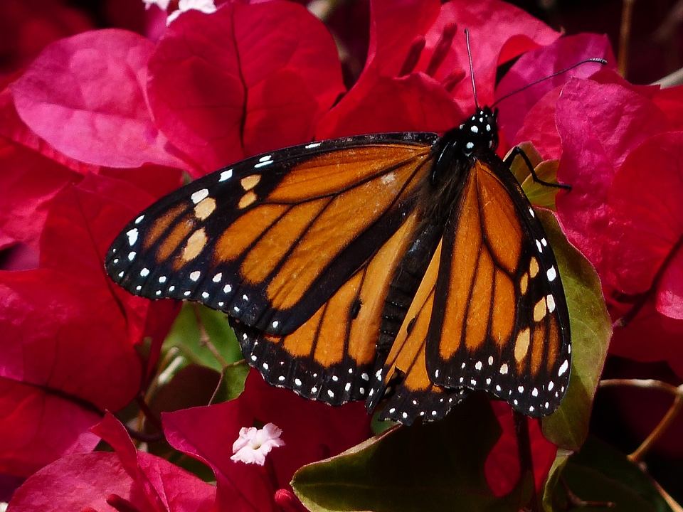 American monarch orange black