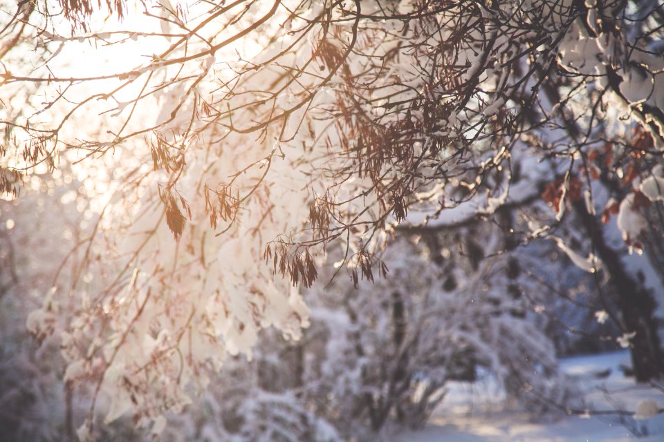 Closeup Photo Of Tree Branch With Snow