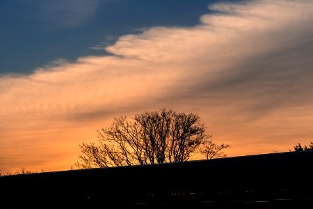 Silhouette Of Leafless Tree Under Cloudy Sky photo