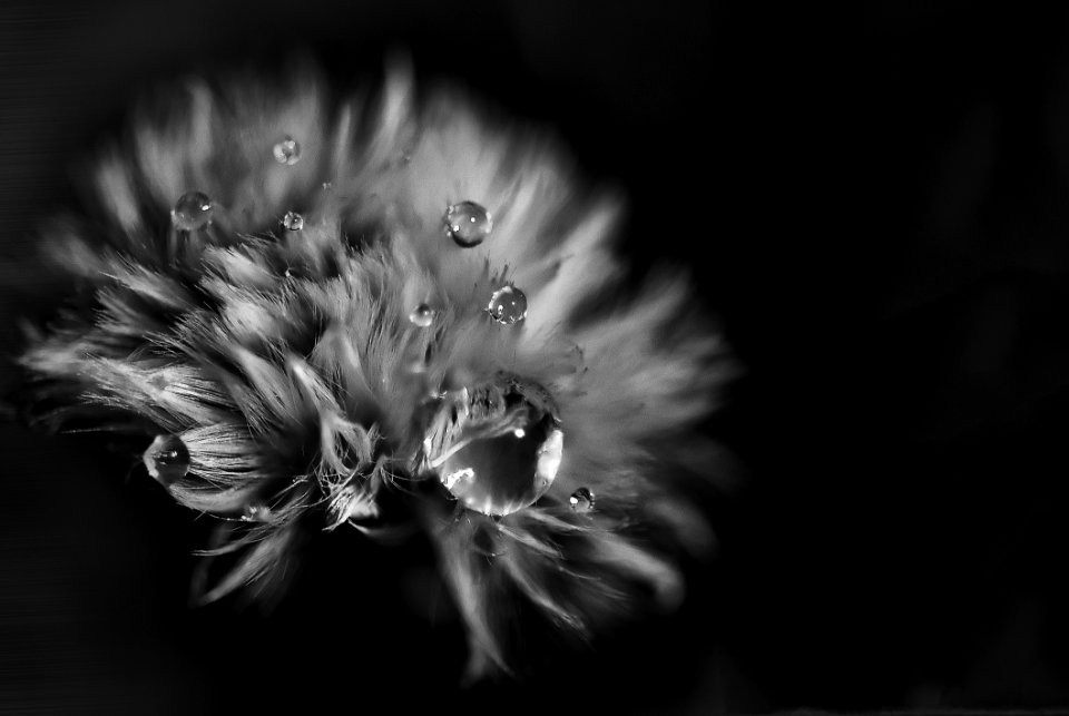 Greyscale Photo Of Petaled Flower With Dew Drops