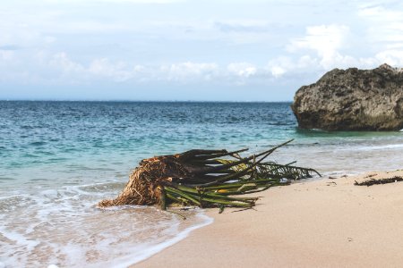 Green Plant On Seashore Under White Clouds Taken