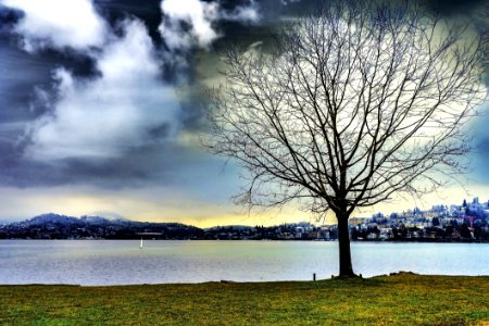 Silhouette Of Leafless Tree Beside Water During Cloudy Sky
