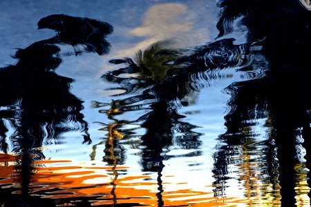 Reflection Of Trees On Ripple Water