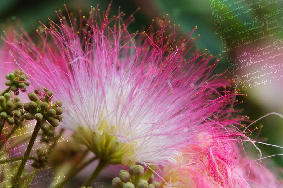 Bloom greeting card background