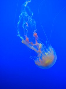 Closeup Photo Of Jellyfish photo