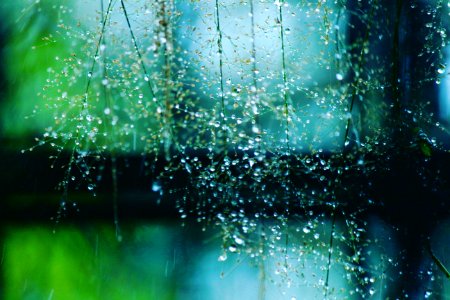 Wet Plants