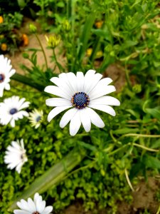 White Petal Flower