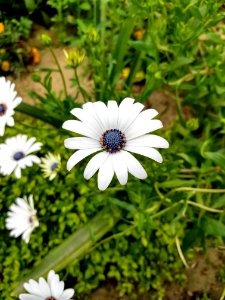 White Petal Flower photo