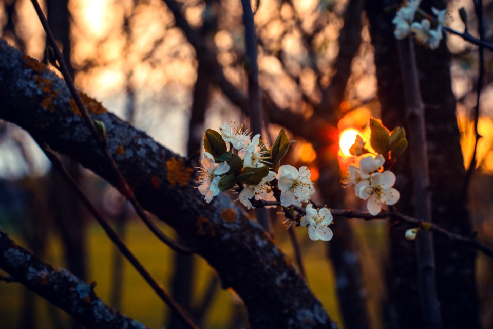 Selective Focus Photography Of White Cherry Blossoms At Sunset