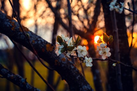 Selective Focus Photography Of White Cherry Blossoms At Sunset photo