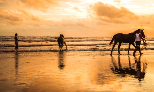 Two Horses On The Beach