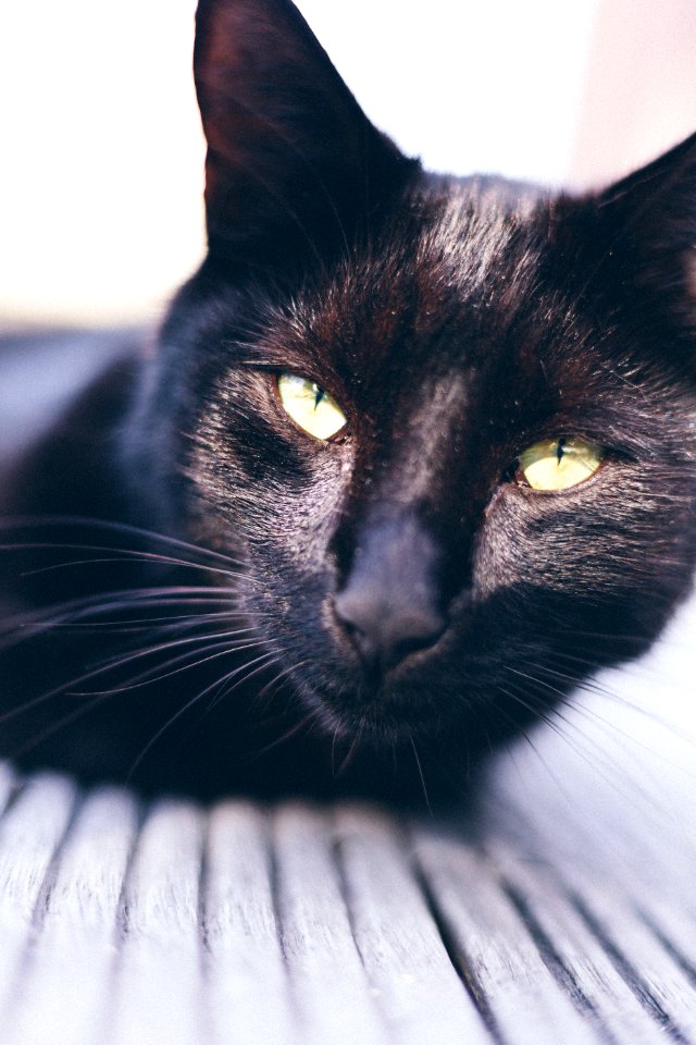 Short-coated Black Cat Photography