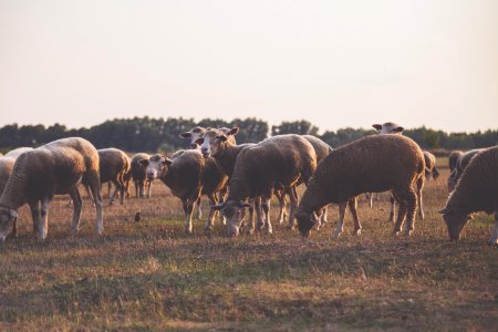 Wildlife Photography Of Herd Of Sheep