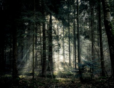 Green Tree Forest photo