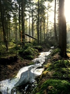 Landscape Photography Of Forest