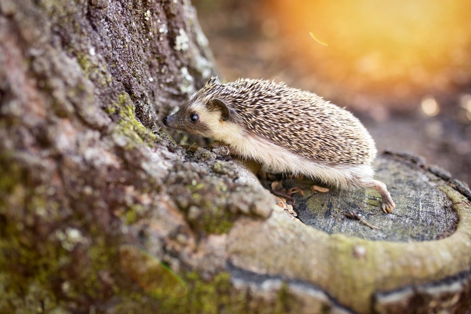 Hedgehog On Brown Tree