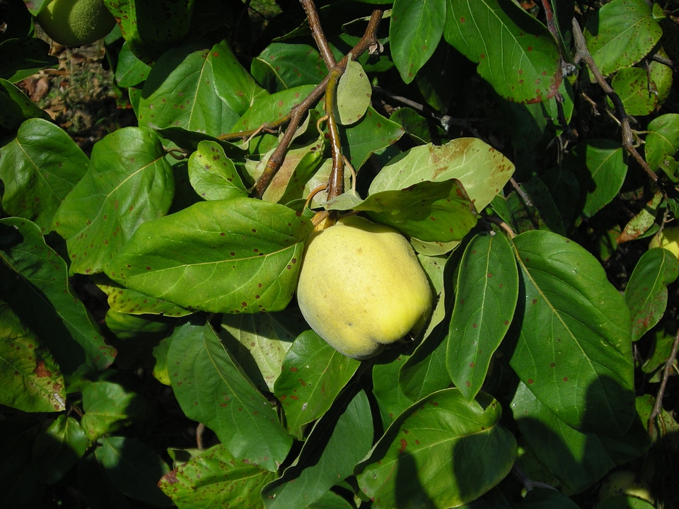 Fruit quince pome fruit
