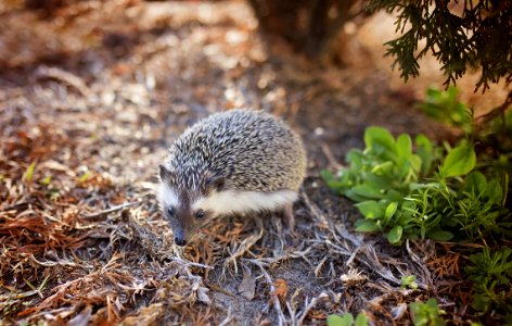 Gray And White Hedgehog On Brown Leafs Photography photo