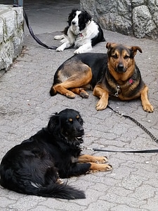 Canine pet animals