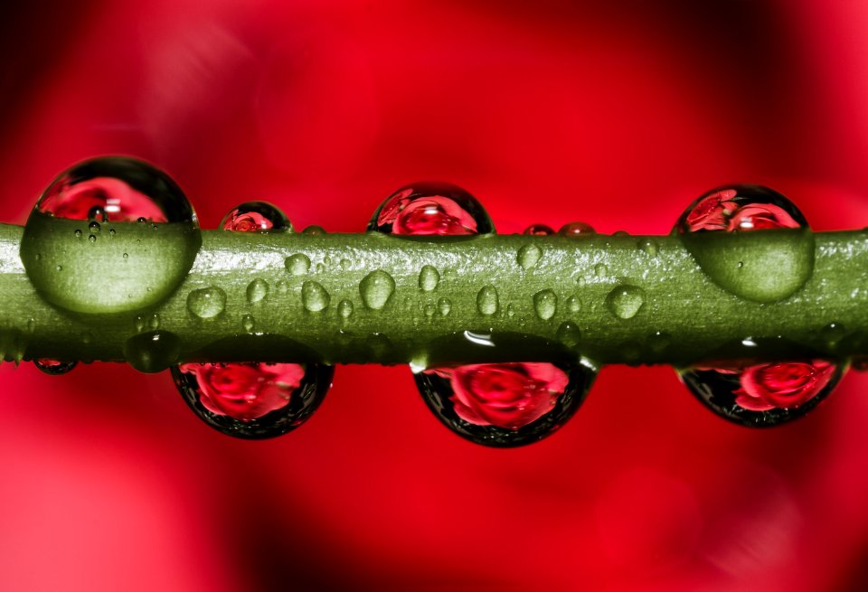 Green Stem With Dew Droplets
