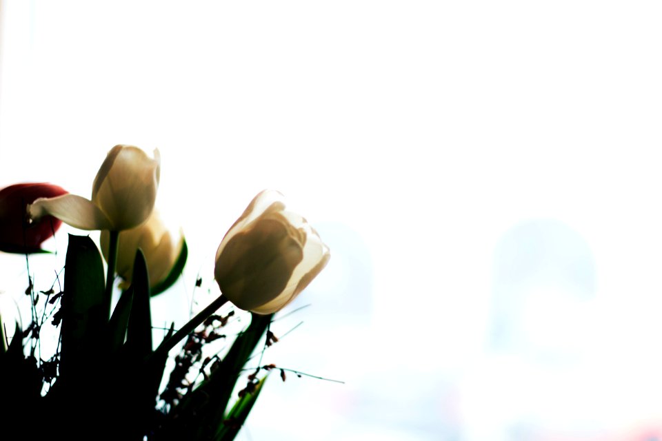 Low Angle Photography White Tulip Flowers