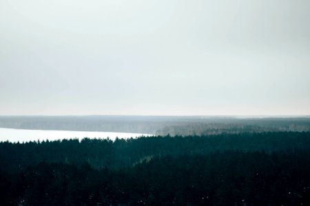 Green-leaf Trees photo