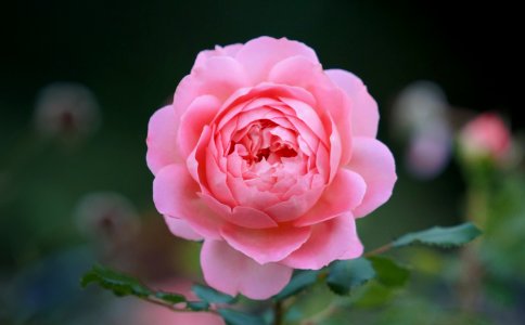 Shallow Depth Of Field Photo Of Pink Rose Flower photo