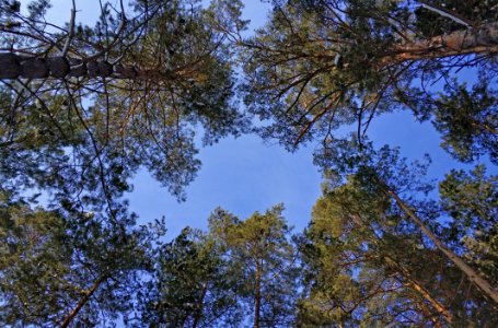 Green Leafed Trees photo