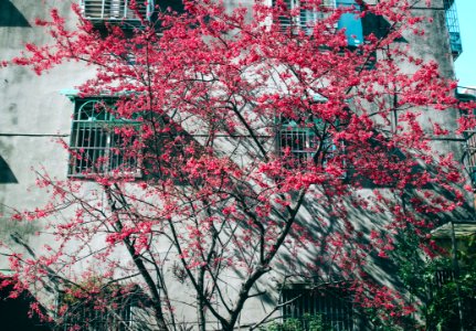 Pink Leaf Tree