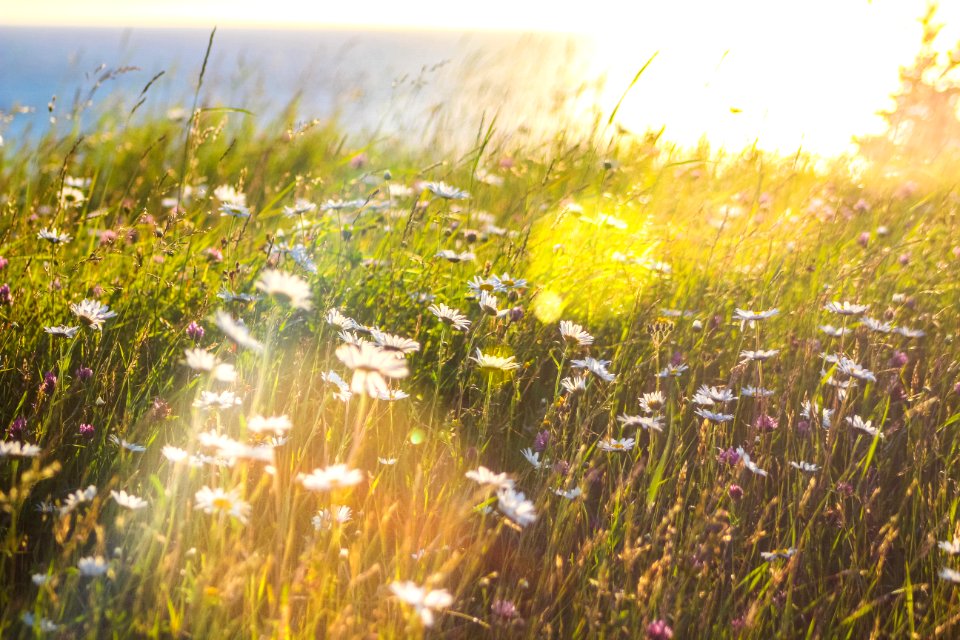 White Petaled Flowers At Daytime