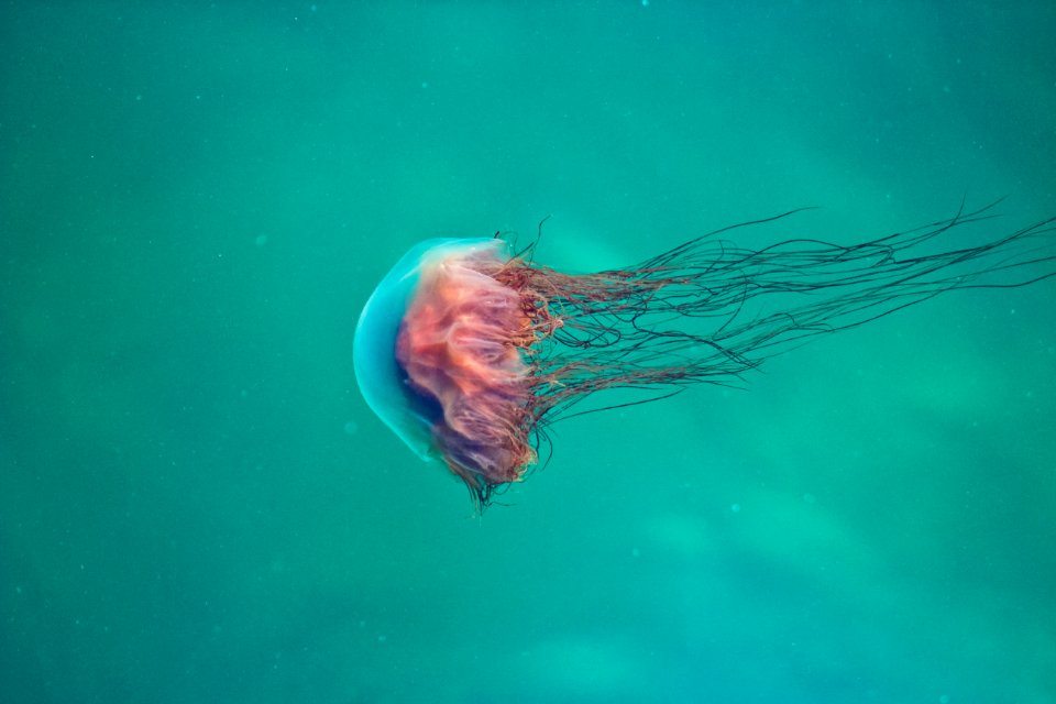 Pink Jellyfish On Water