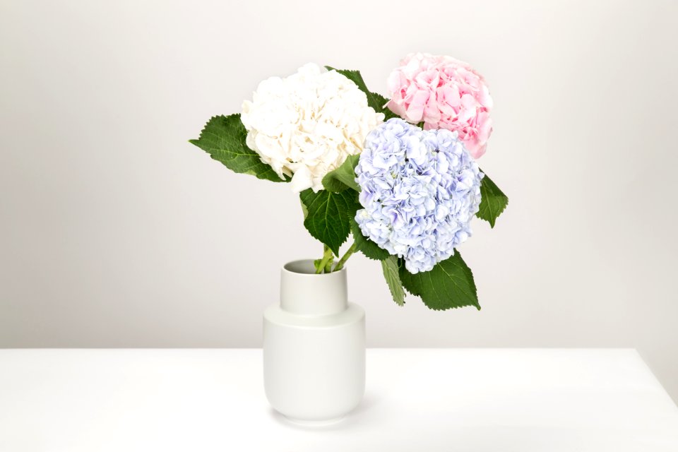 Three White Blue And Pink Petaled Flowers In White Vase